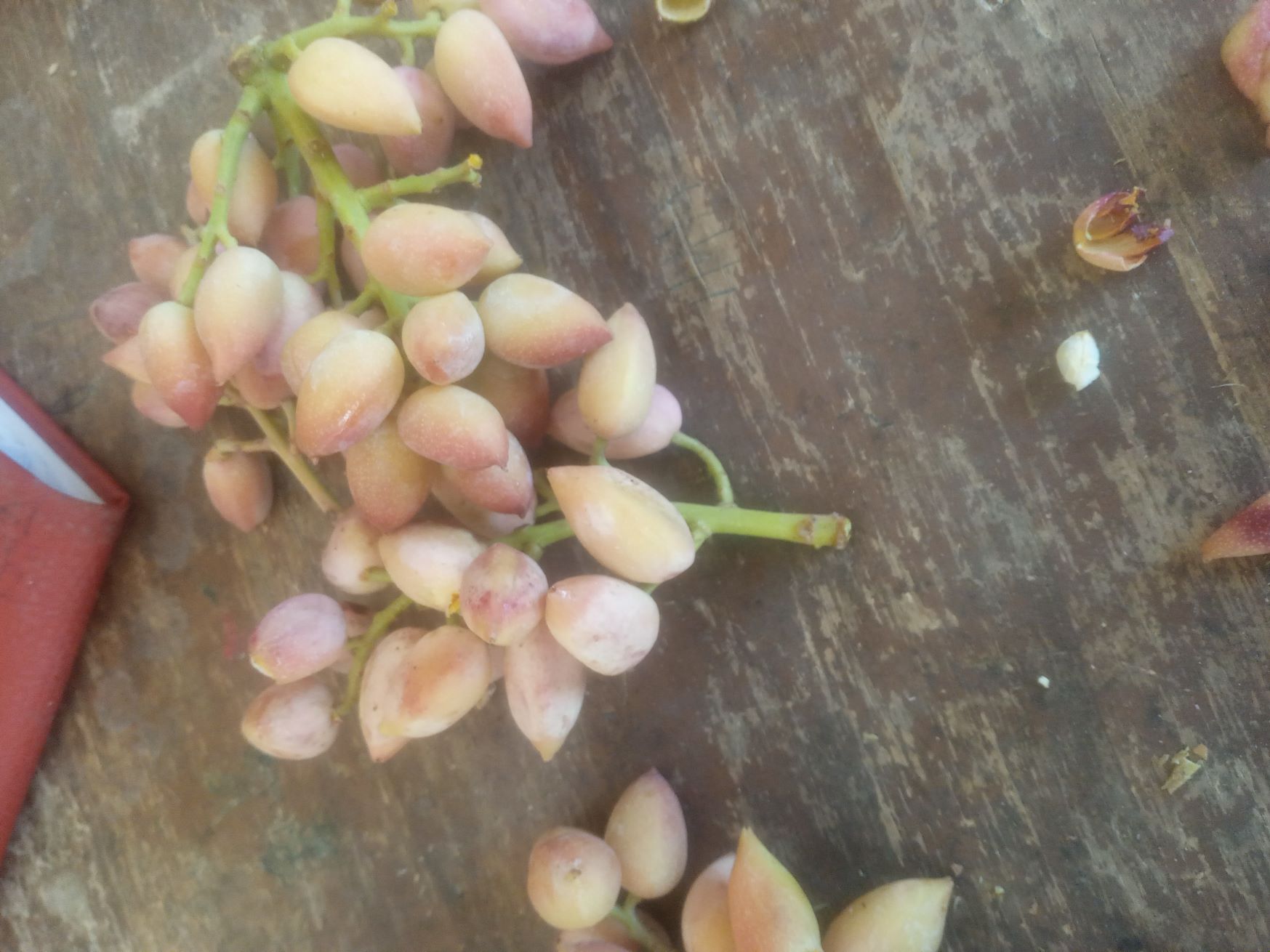 پسته تمام خندان